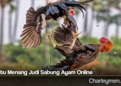 Trik Jitu Menang Judi Sabung Ayam Online