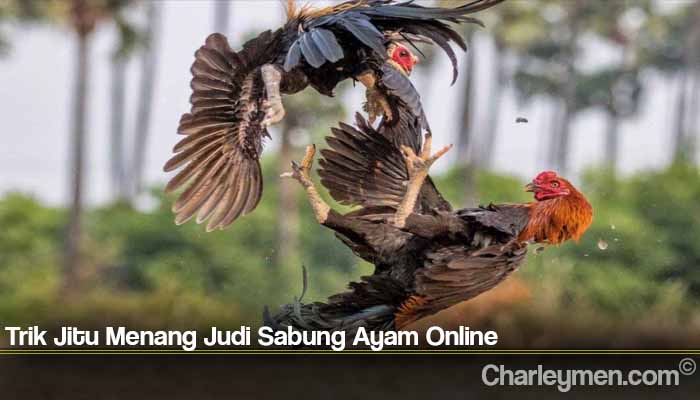 Trik Jitu Menang Judi Sabung Ayam Online
